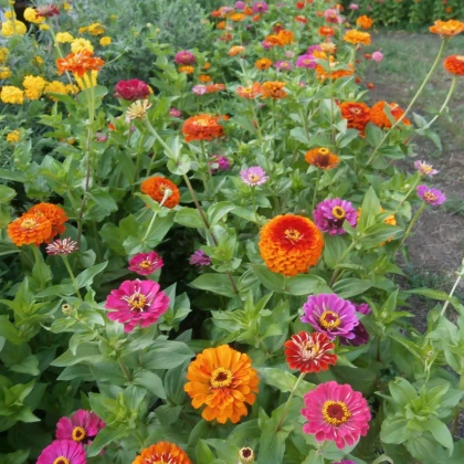 BIO Ostálka směs barev - Zinnia elegans - bio semena ostálky - 20 ks