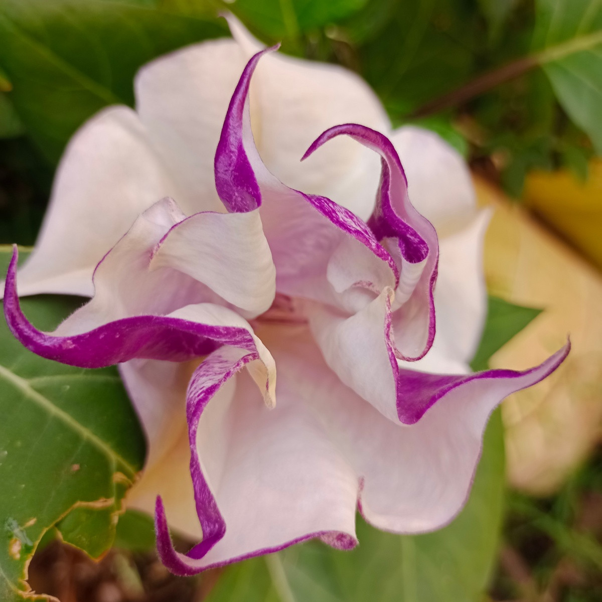 Durman metelový Ballerina - Datura metel - semena durmanu - 5 ks