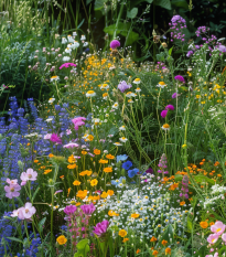 Łąka dawnych czasów - nasiona Planta Naturalis - mieszanka - 10 g