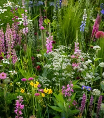 Kwiecisty podszyt do cienia - nasiona Planta Naturalis - mieszanka - 40 g