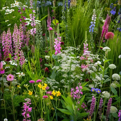 Kwiecisty podszyt do cienia - nasiona Planta Naturalis - mieszanka - 40 g