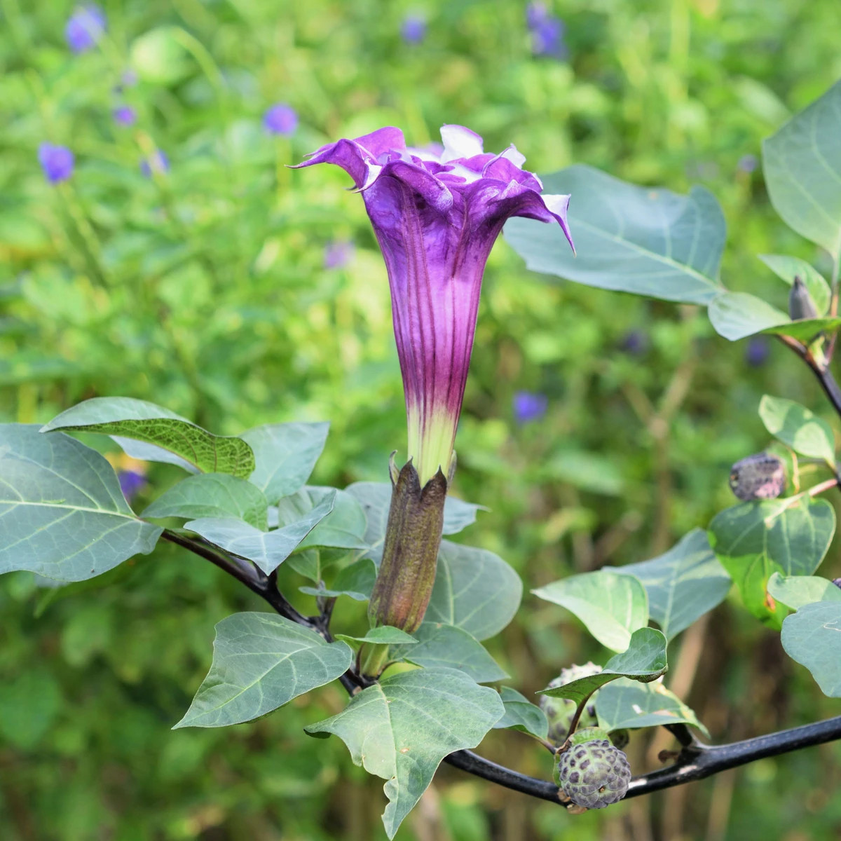 Durman metelový Double Purple - Datura metel - semena durmanu - 5 ks