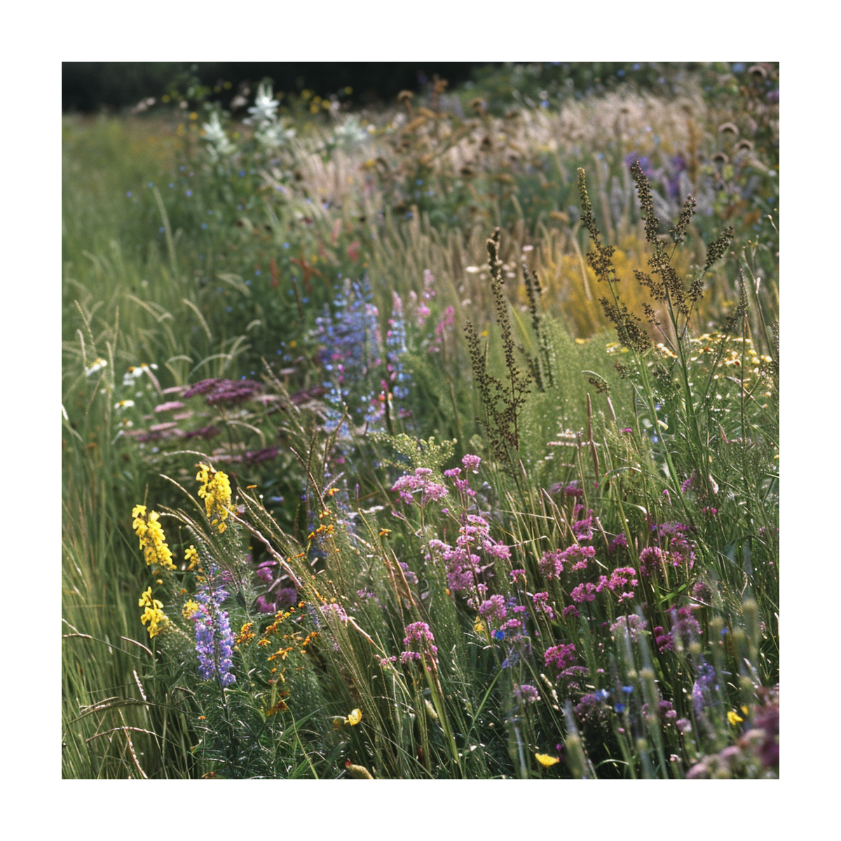 Modrá louka zvonečková - semena Planta Naturalis - směs - 40 g