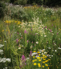 Sucha strona - nasiona Planta Naturalis - mieszanka - 40 g