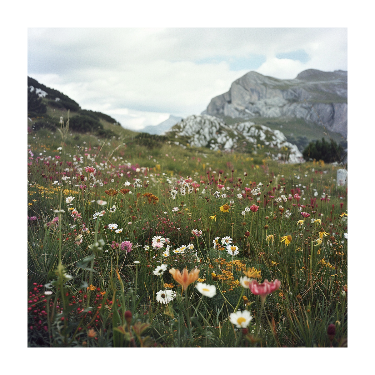 Horská louka - semena Planta Naturalis - směs - 10 g