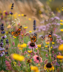 Łąka dla motyli - nasiona Planta Naturalis - mieszanka - 10 g