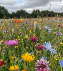 Kwiaty łąkowe do wzbogacenia runa - nasiona Planta Naturalis - mieszanka - 10 g
