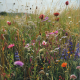 Louka na výsušnou půdu - semena Planta Naturalis - květnatá směs -10 g
