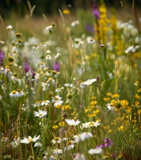 Łąka stokrotek - nasiona Planta Naturalis - mieszanka - 10 g