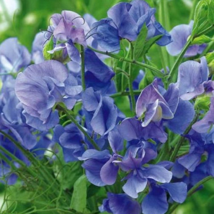 Hrachor vonný královský modrý - Lathyrus odoratus - semena hrachoru - 20 ks