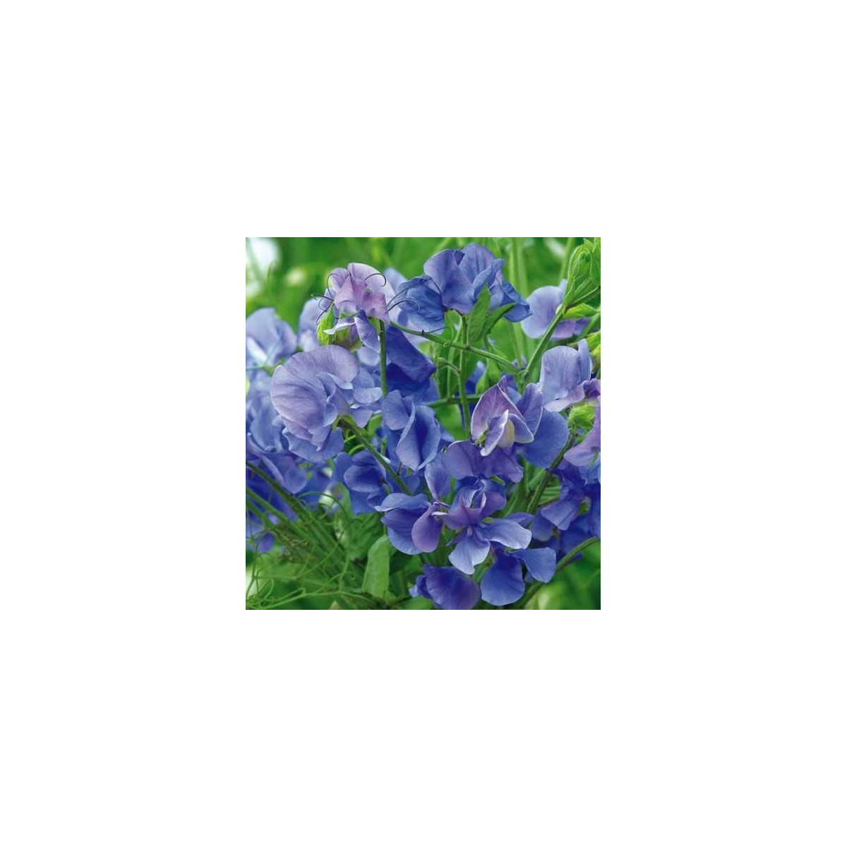 Hrachor vonný královský modrý - Lathyrus odoratus - semena hrachoru - 20 ks