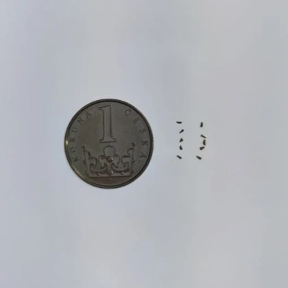 Semena jsou velice drobná