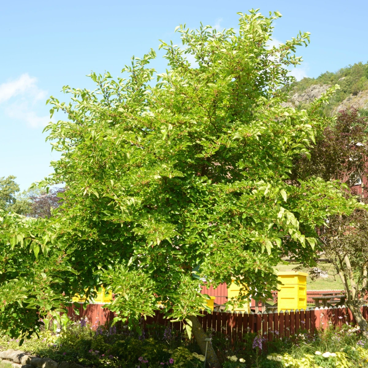 Morušovník černý - Morus nigra - semena morušovníku - 5 ks