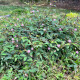 Citlivka wstydliwa - Mimosa pudica - nasiona citlivki - 10 szt.