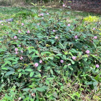 Citlivka wstydliwa - Mimosa pudica - nasiona citlivki - 10 szt.
