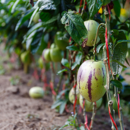 Pepino gold - Solanum muricatum - semena pepina - 5 ks