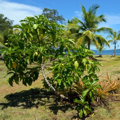 Noni - Morinda citrifolia - semena noni - 5 ks