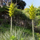 Puja - Puya chilensis - nasiona puyi - 20 szt.