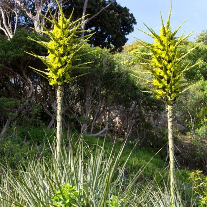 Puja - Puya chilensis - nasiona puyi - 20 szt.
