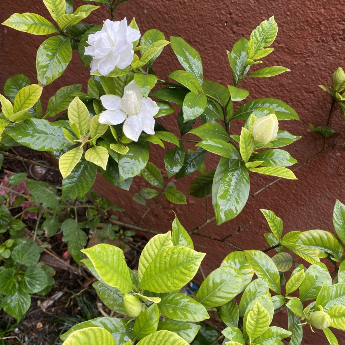 Gardénie - Gardenia jasminoides - semena gardénie - 6 ks