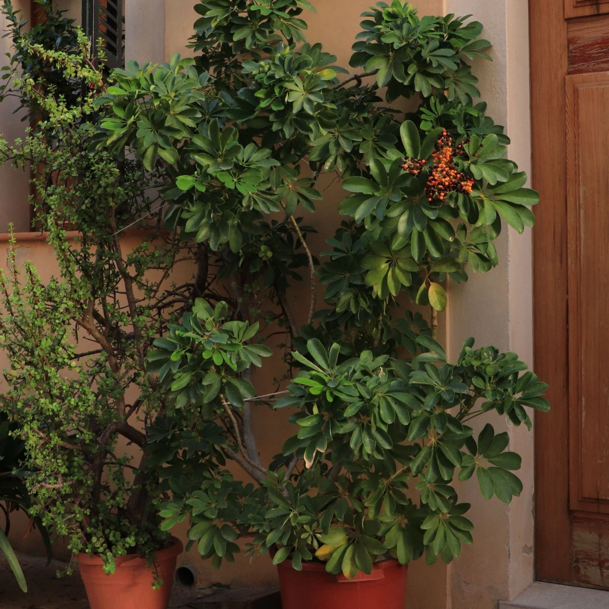 Šeflera paprskovitá - Schefflera arboricola - semena šeflery - 6 ks