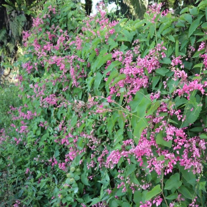 Antigonon meksykański - Antigonon leptopus - nasiona antigononu - 15 szt.