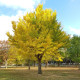 Jinan dvoulaločný - Ginkgo biloba - semena jinanu - 2 ks