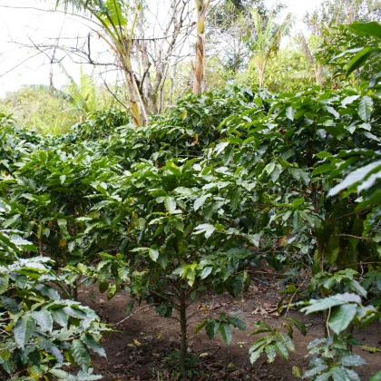 Kávovník arabský - Coffea arabica - semena kávovníku - 5 ks