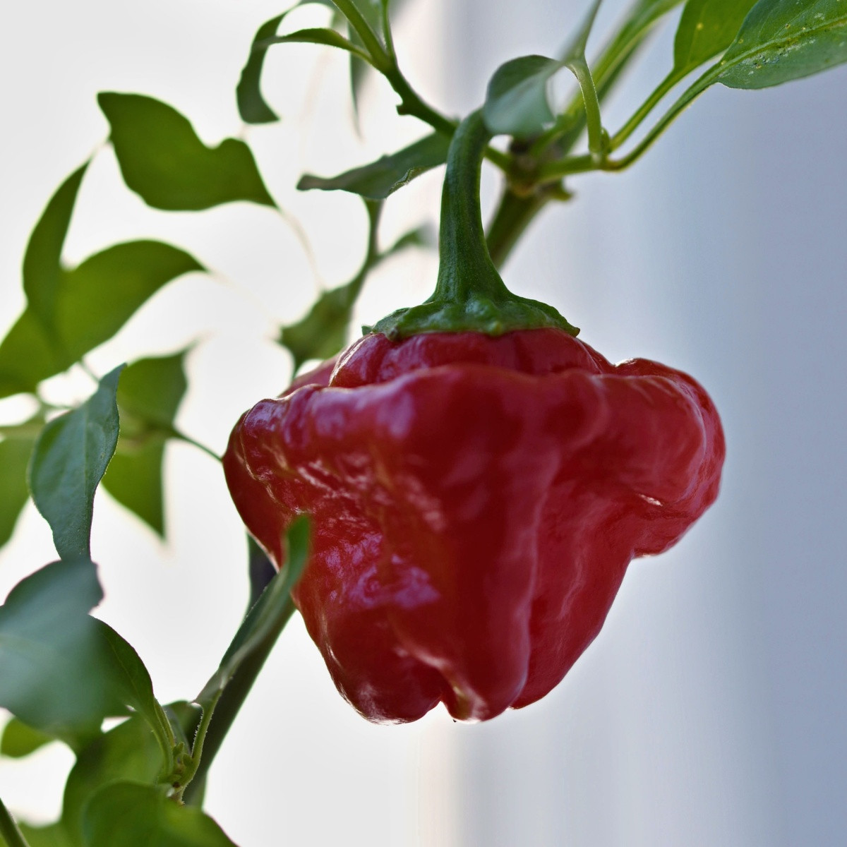 Chilli Jamaican Hot Red - Capsicum annuum - semena chilli - 6 ks