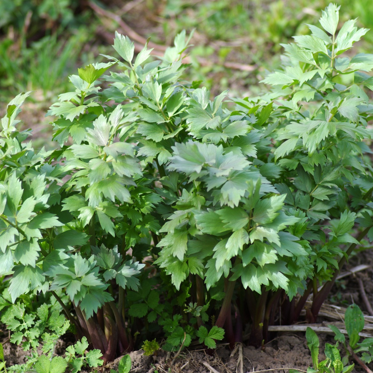 Libeček lekarski - Levisticum officinale - nasiona lubczyku - 115 szt.