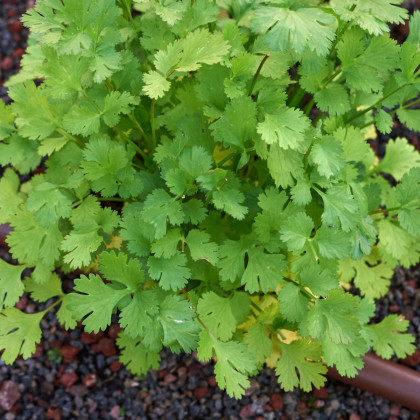 Koriandr setý - Coriandrum sativum - semena koriandru - 100 ks
