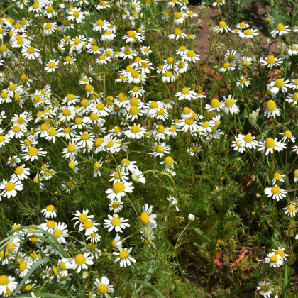 Heřmánek pravý - Matricaria recutita - semena heřmánku - 600 ks