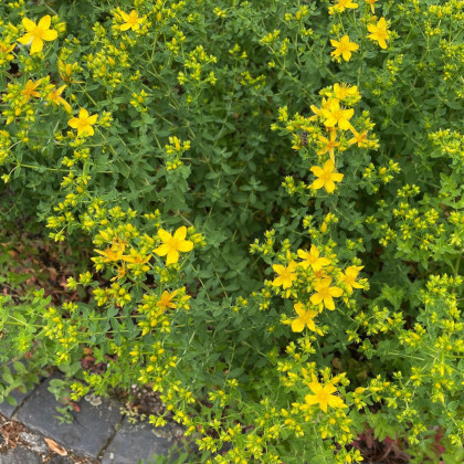 Třezalka tečkovaná - Hypericum perforatum - semena třezalky - 300 ks