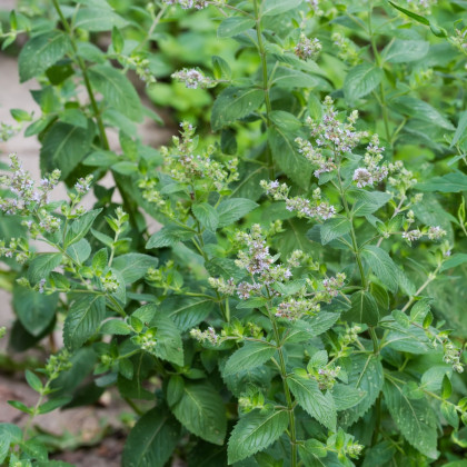 Máta rolní - Mentha arvensis - semena máty - 20 ks