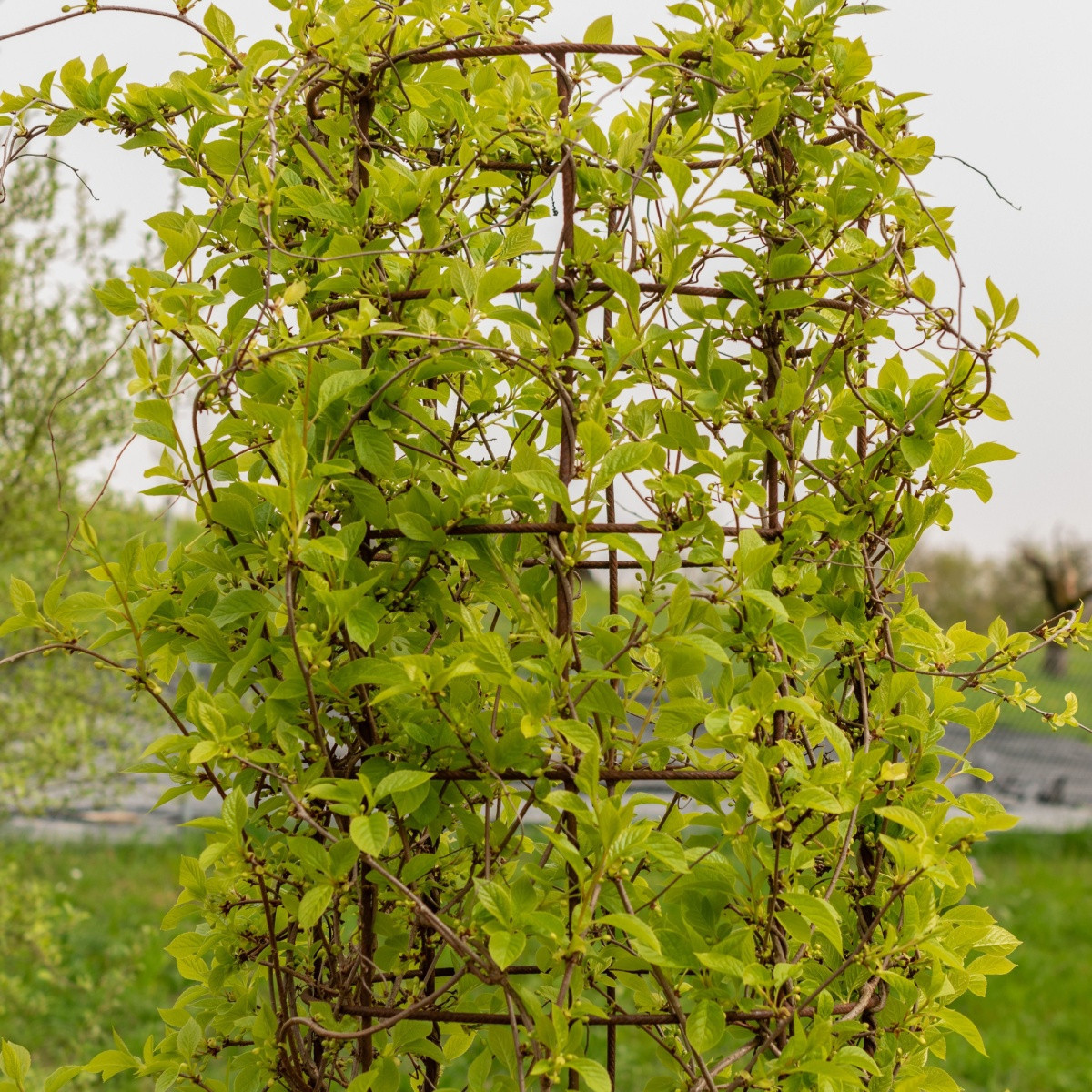Schizandra čínská - Schisandra chinensis - semena schizandry - 6 ks