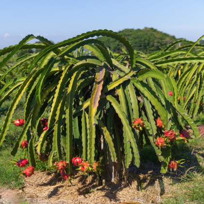 Pithaya - Dračí ovoce - Hylocereus undatus - semena pithayi - 4 ks