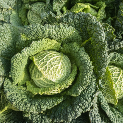 Kapusta hlávková Verita F1 - Brassica oleracea var. sabauda - semena kapusty - 110 ks