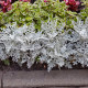 Starzec nadmorski - Cineraria maritima - nasiona starca - 300 szt.