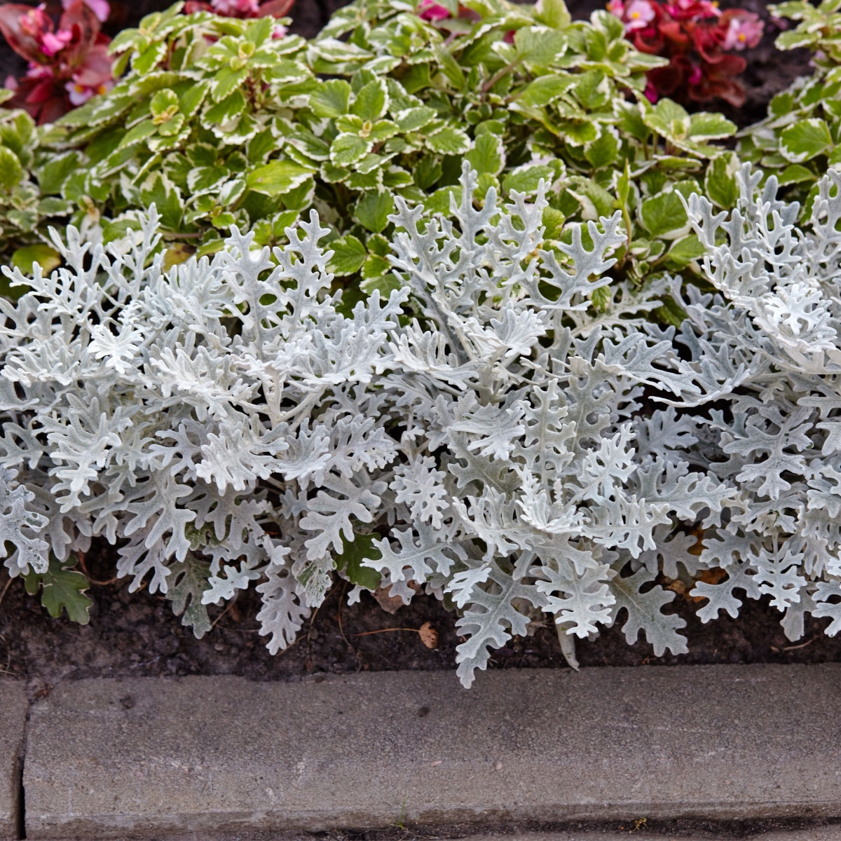 Starček přímořský - Cineraria maritima - semena starčeku - 150 ks