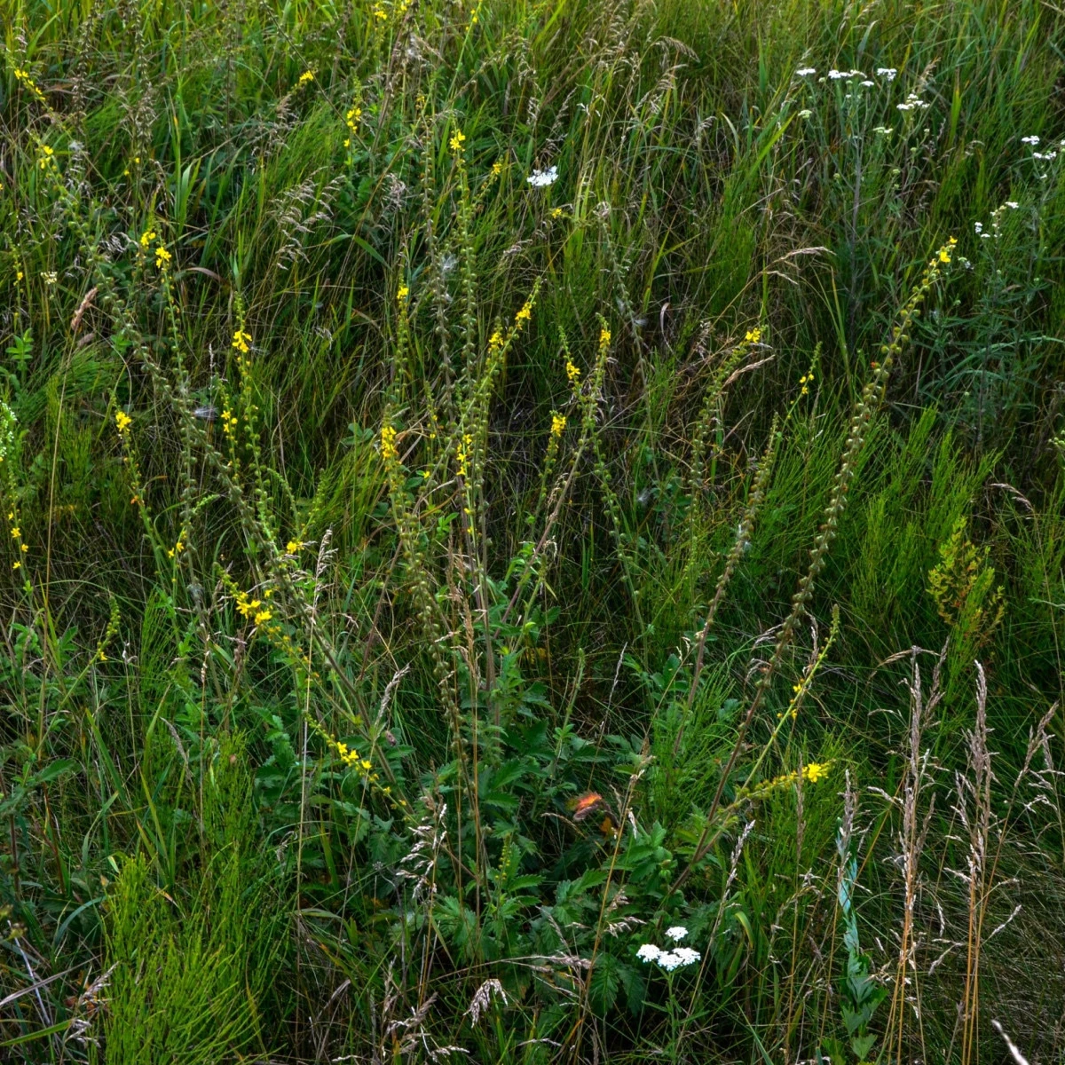 Řepík lékařský - Agrimonia eupatoria - semena řepíku - 20 ks