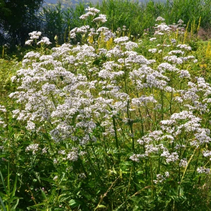 Kozlík lékařský - Valeriana officinalis - semena kozlíku - 150 ks