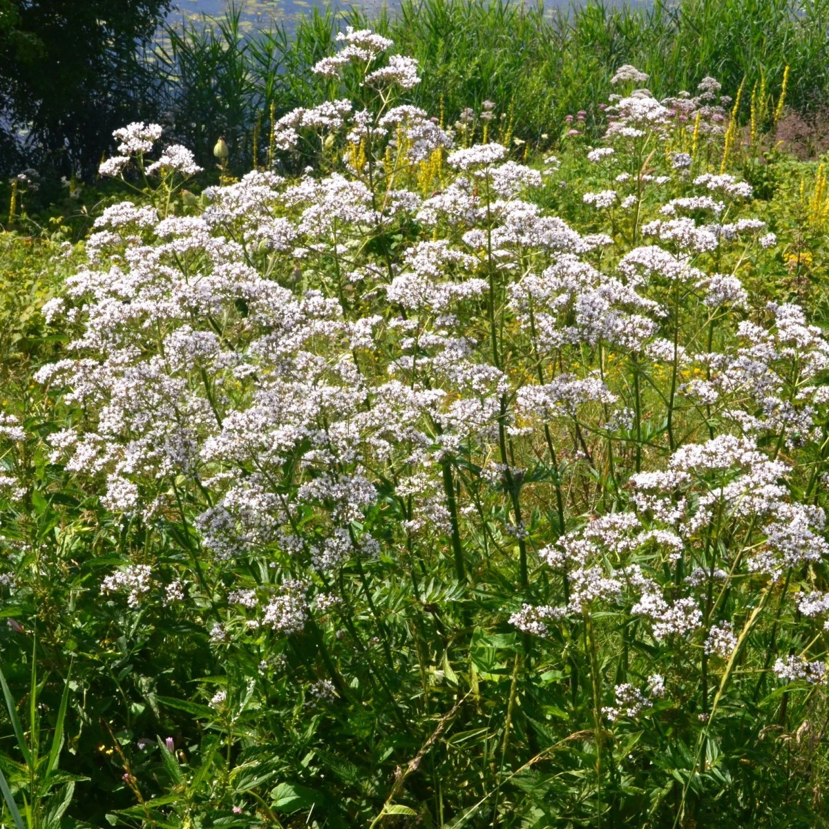 Kozlík lékařský - Valeriana officinalis - semena kozlíku - 150 ks