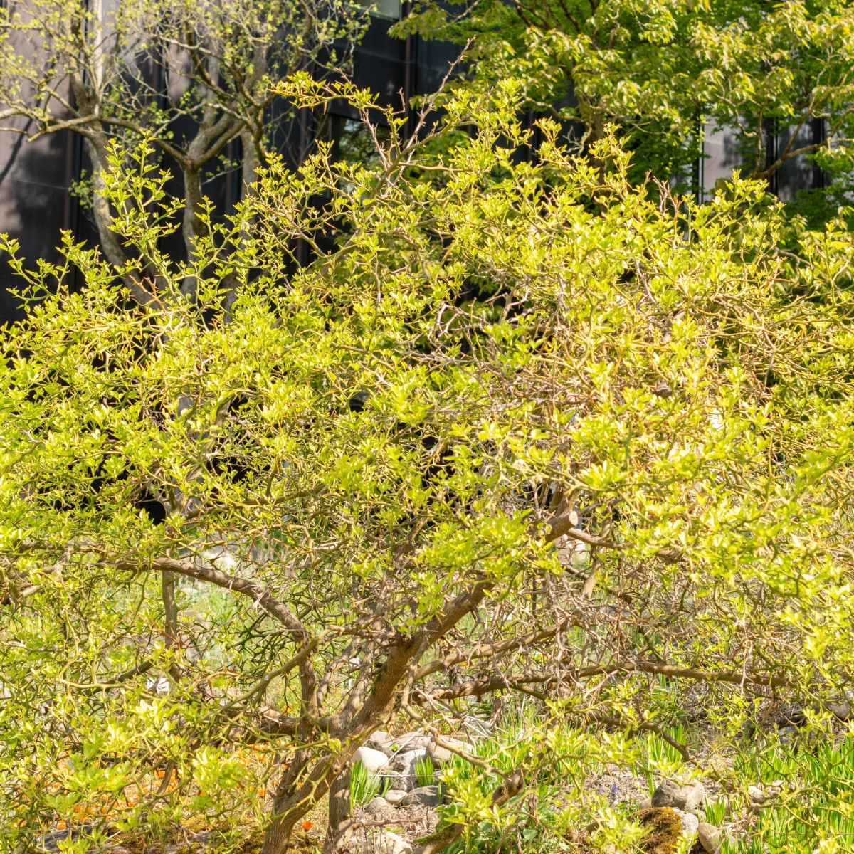 Citronečník trojlistý - Citrus trifoliata - semena citronečníku - 4 ks
