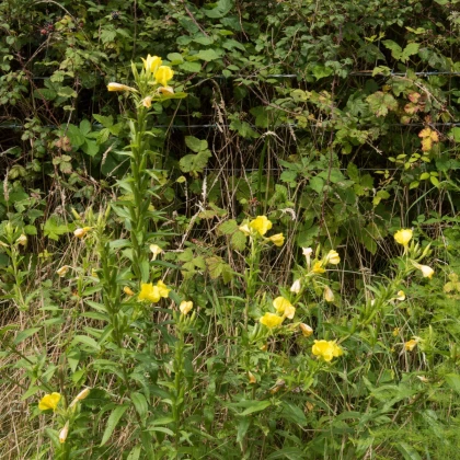 Pupalka dvouletá - Oenothera biennis - semena pupalky - 150 ks