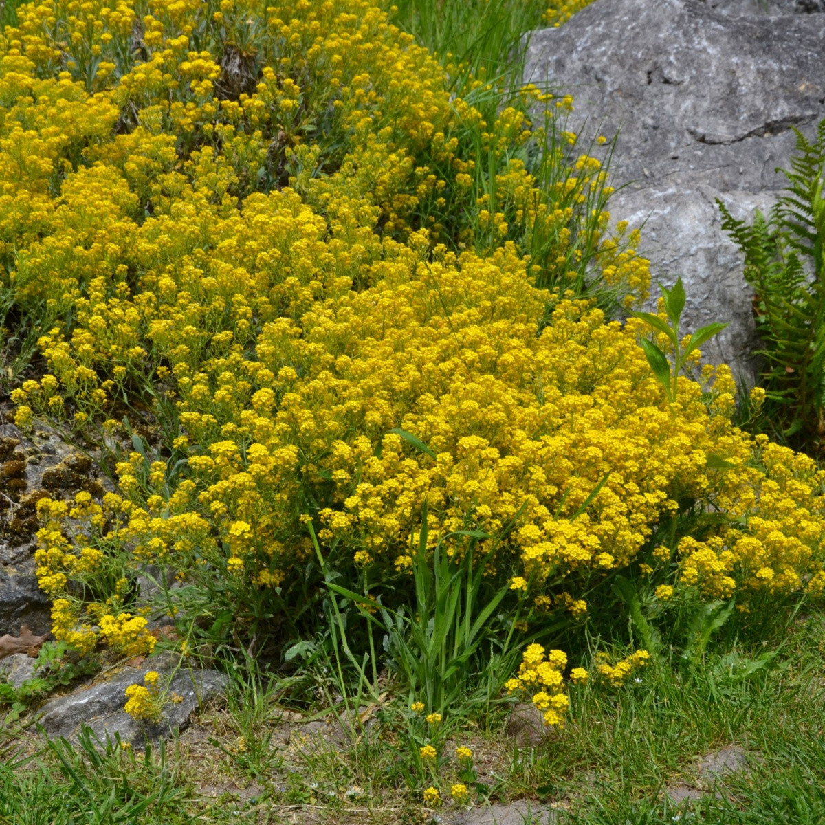 Tařice skalní Gold Dust - Alyssum saxatile - semena tařice - 150 ks