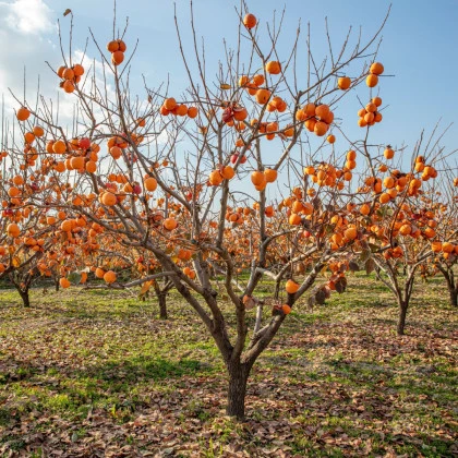 Tomel japonský - Diospyros kaki - semena tomelu - 4 ks