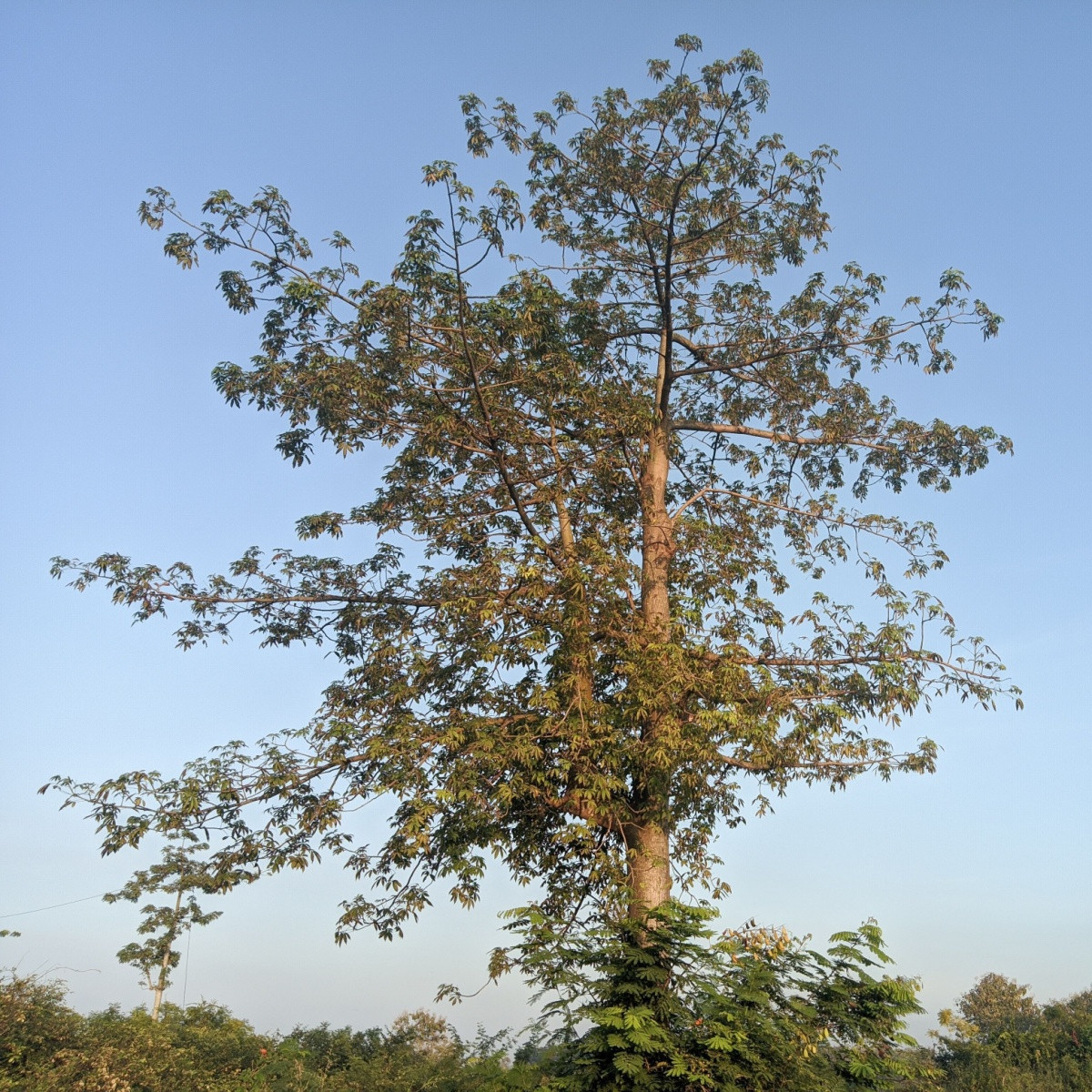 Vlnovec pětimužný - Ceiba pentandra - semena vlnovce - 10 ks