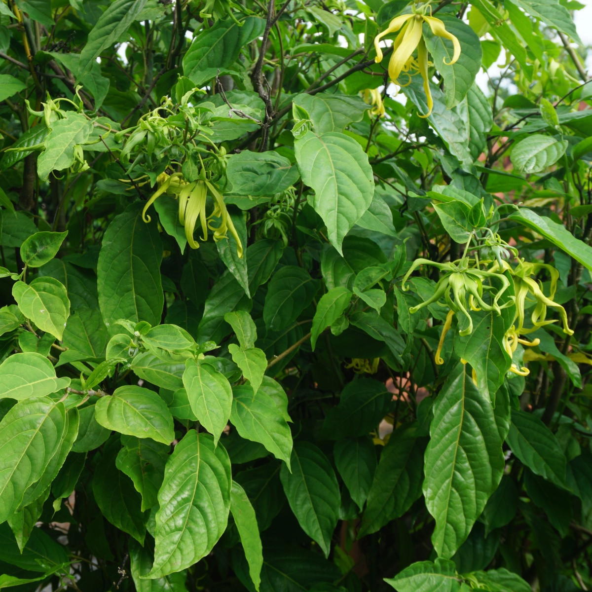 Kananga wonna - Cananga odorata - nasiona kanangi - 8 szt.