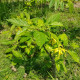 Kananga wonna - Cananga odorata - nasiona kanangi - 8 szt.