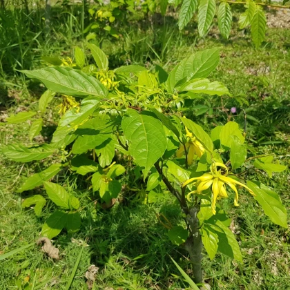 Kananga wonna - Cananga odorata - nasiona kanangi - 8 szt.